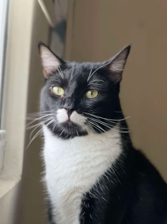 Luke The Tux