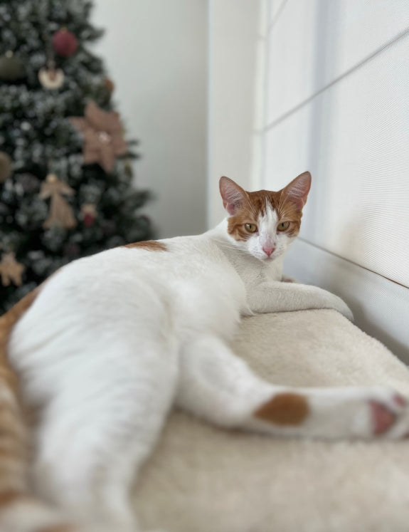 Felix